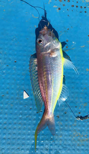 イトヨリダイの釣果