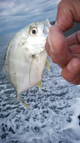 メッキの釣果