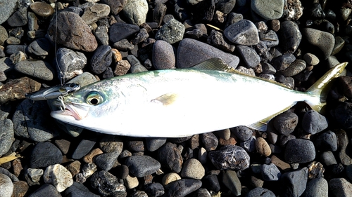 ワカシの釣果