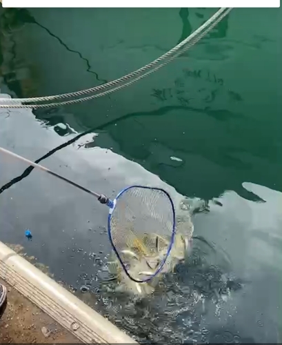 イワシの釣果