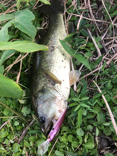 ブラックバスの釣果