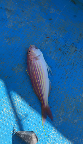 イトヨリダイの釣果