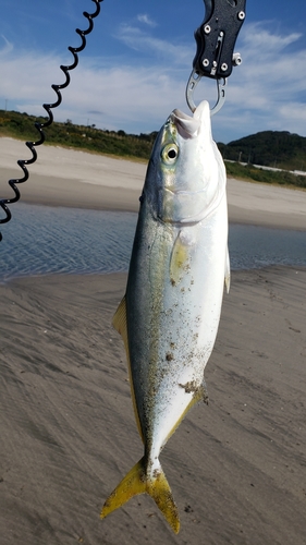 ワカシの釣果