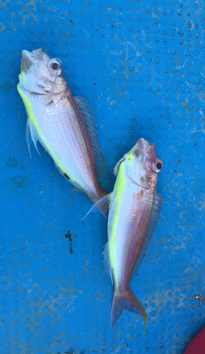 イトヨリダイの釣果