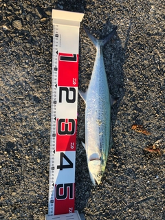 サゴシの釣果