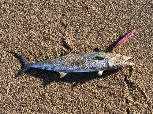 サゴシの釣果