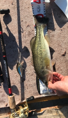 ブラックバスの釣果