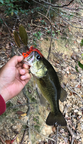 ラージマウスバスの釣果