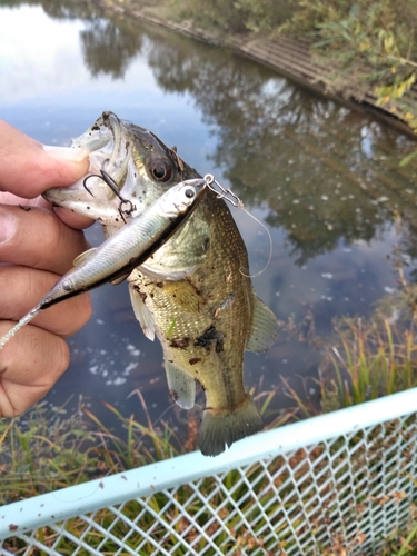 ラージマウスバスの釣果