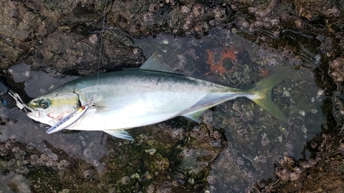 ヤズの釣果