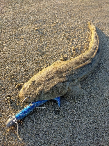 マゴチの釣果