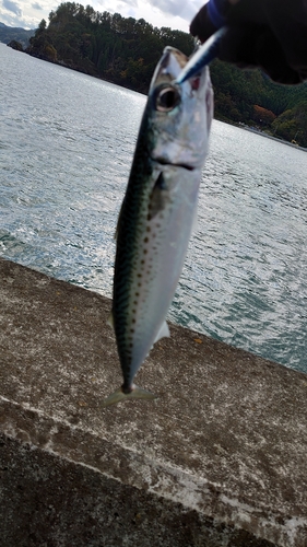 サバの釣果