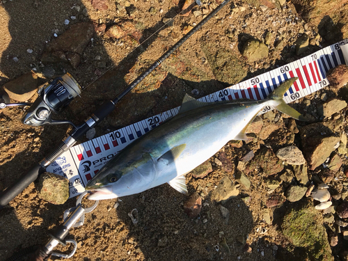 ハマチの釣果