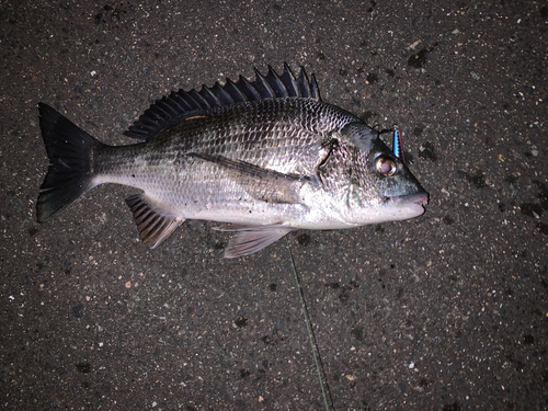 チヌの釣果