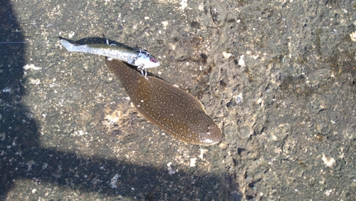 シタビラメの釣果