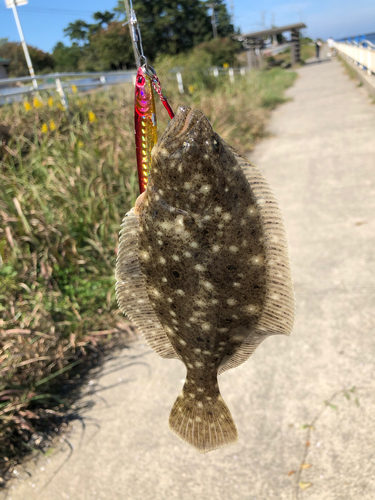 ソゲの釣果