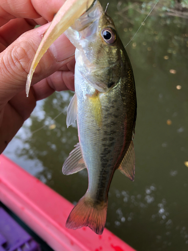 ラージマウスバスの釣果