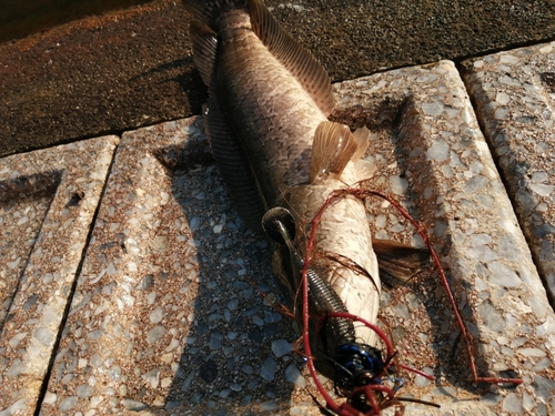 ライギョの釣果