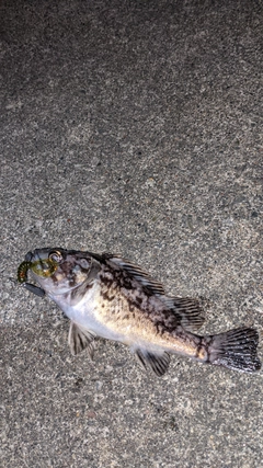 クロソイの釣果