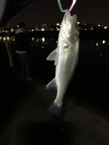 スズキの釣果