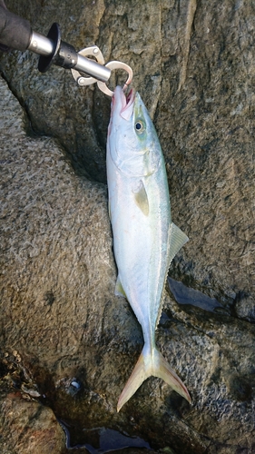 イナダの釣果