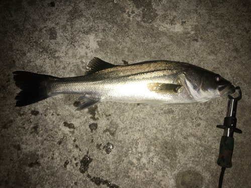 フッコ（マルスズキ）の釣果