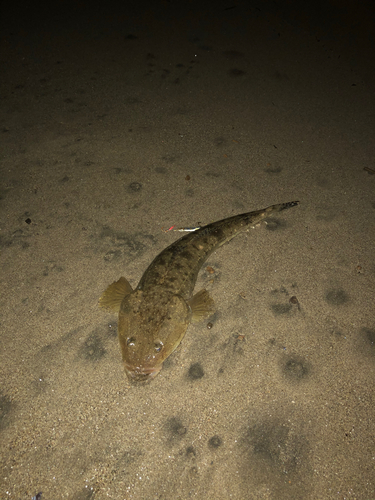 マゴチの釣果