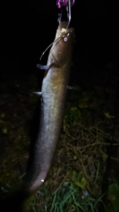 ナマズの釣果