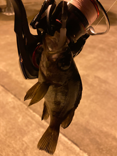 シロメバルの釣果