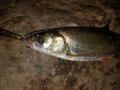 ウグイの釣果