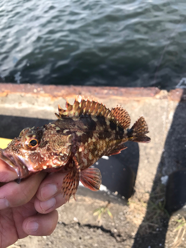 カサゴの釣果