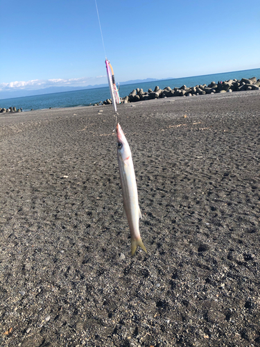 キスの釣果