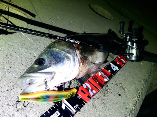 シーバスの釣果