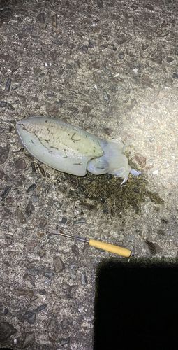 コウイカの釣果