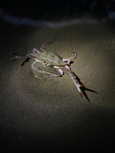 ワタリガニの釣果