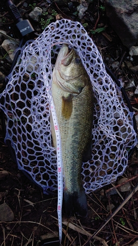 ラージマウスバスの釣果