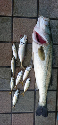 シーバスの釣果