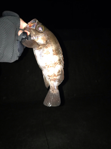 シロメバルの釣果