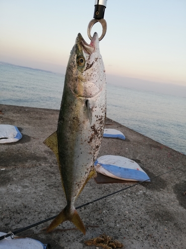 イナダの釣果