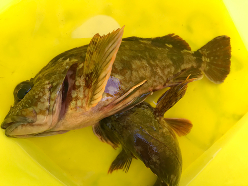 イソカサゴの釣果