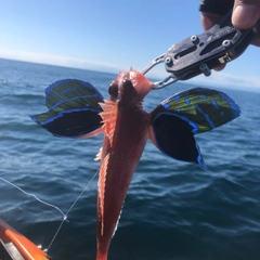 ホウボウの釣果