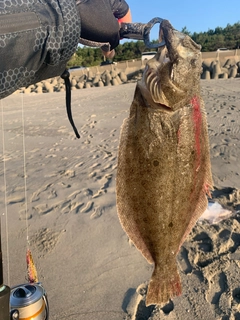 ヒラメの釣果