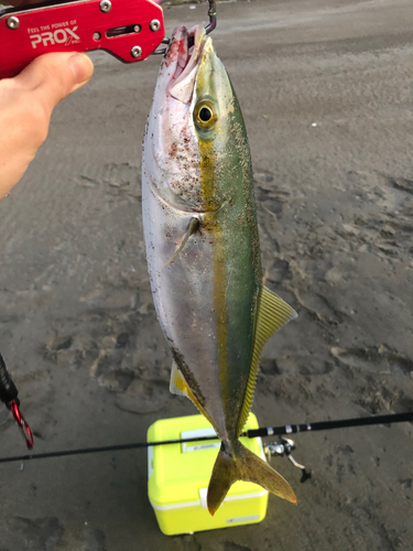 イナダの釣果