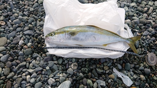 イナダの釣果