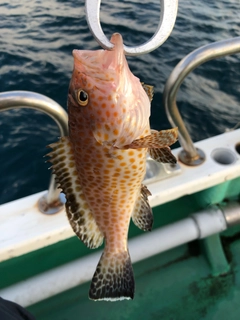 オオモンハタの釣果