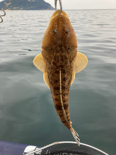 マゴチの釣果