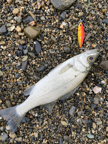 セイゴ（ヒラスズキ）の釣果