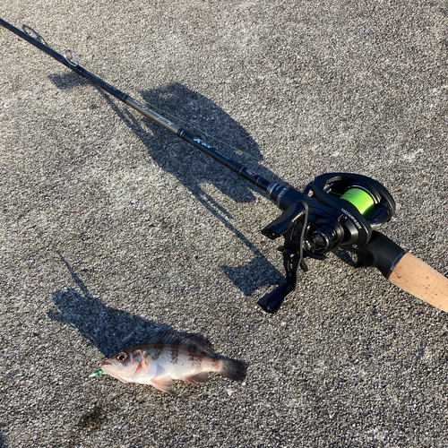 シロメバルの釣果