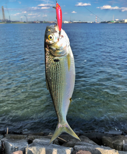 コノシロの釣果