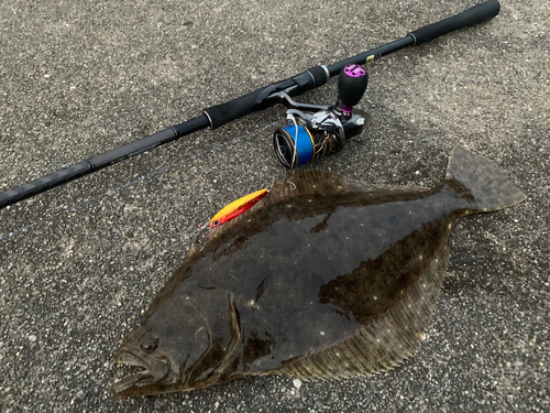 ヒラメの釣果